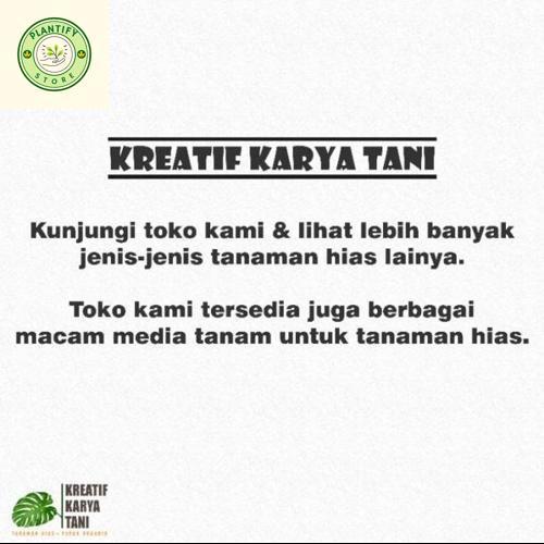 Tanaman Hias Calathea Linden - Calathea Linden