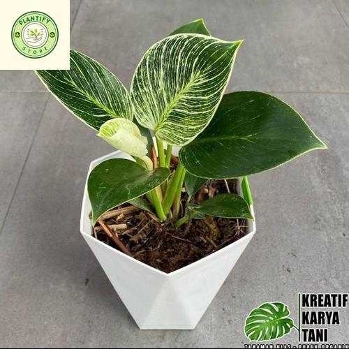 Tanaman hias philodendron birkin - Philo birkin tanaman