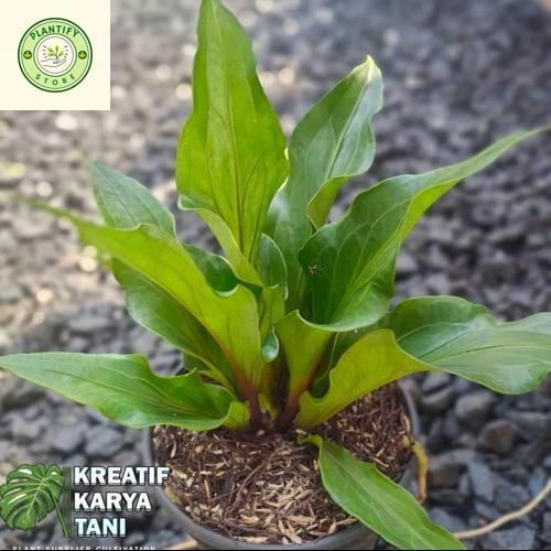 Tanaman hias anthurium obor merah - Anthurium obor
