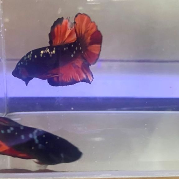 Ikan cupang Hias akuarium,Avatar Nemo/nebulaa siap breed