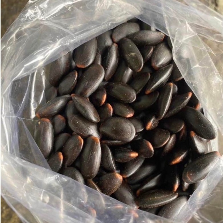 Biji kedawung / Dawung ( 1 kg )