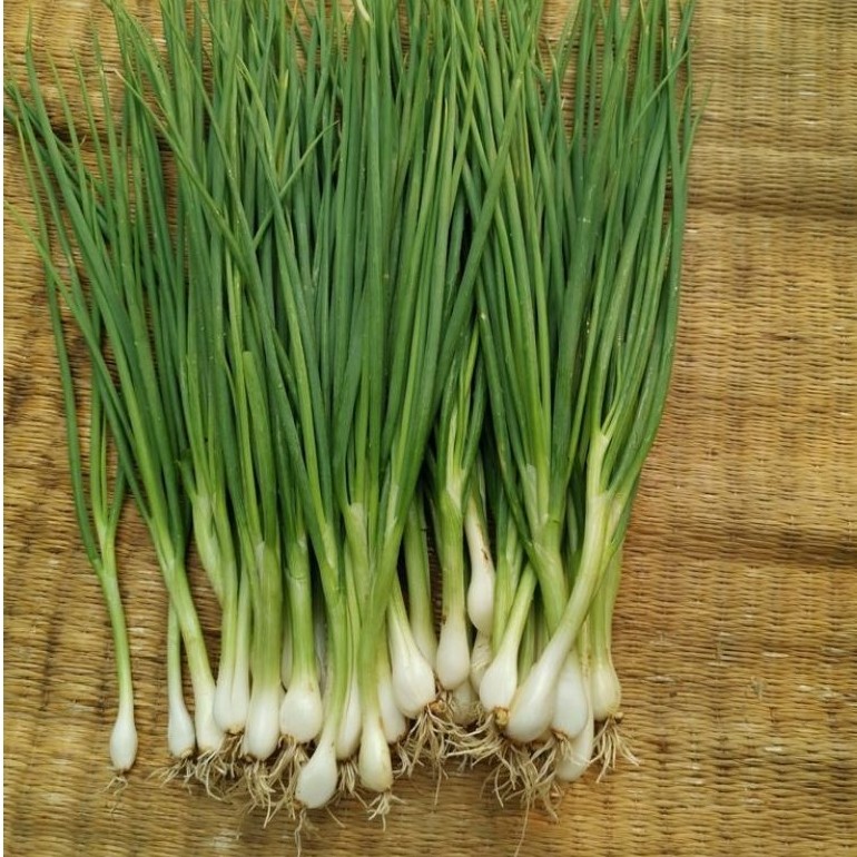 25 BIJI BENIH DAUN BAWANG PREI