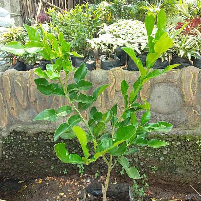 bibit buah jerruk purut  siap tanam / buah jeruk/ jeruk purut cangkok / daun jeruk masak / tanaman b