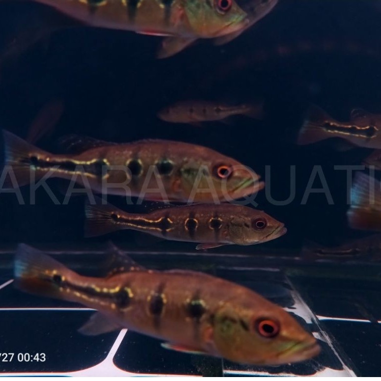 Pbass Orinoco 3 Spot Oreo Pelet