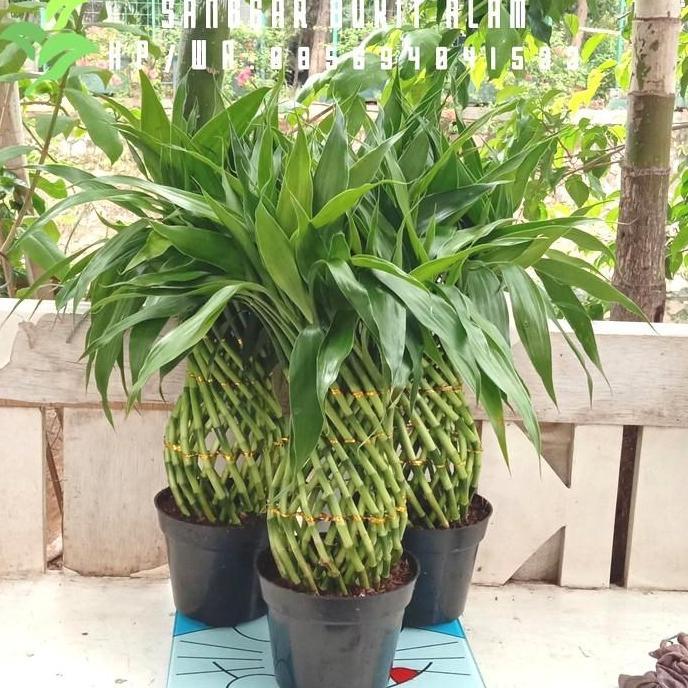 tanaman hias bambu hoki kepang/bambu cina/bambu air tinggi 45 cm + pot