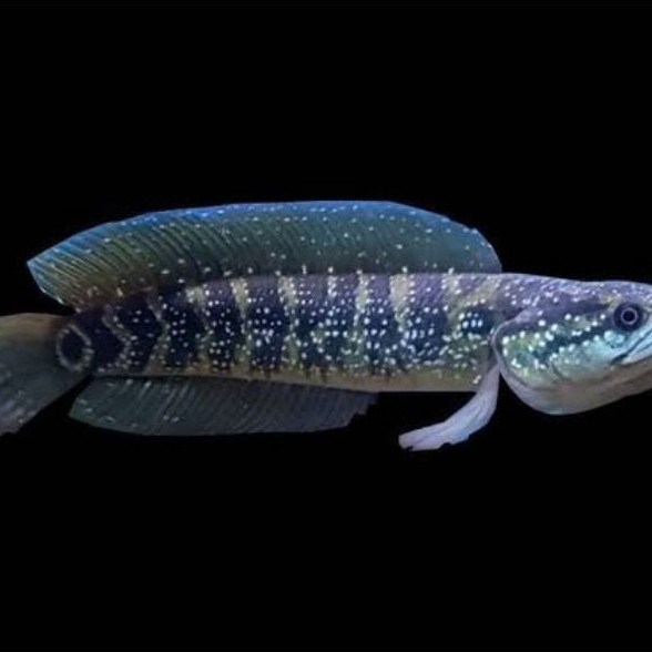 chana asiatica full mutiara gondrong