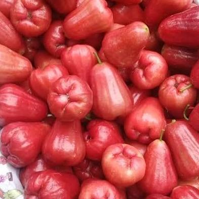 Fruits- Buah Jambu Citra /1 Kg