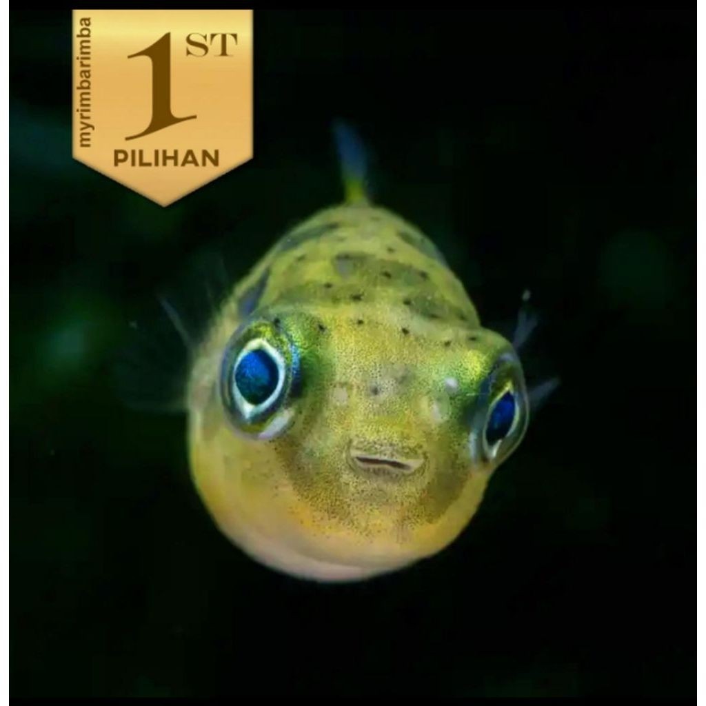 Baby Fahaka Puffer Fish Ikan Hias Buntal Aquascape Hiasan Aquarium