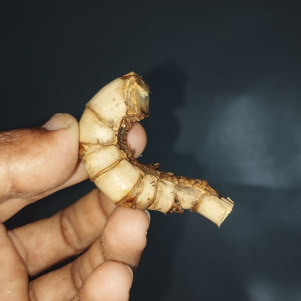 BENTUK BAMBU SEPERTI ULAT