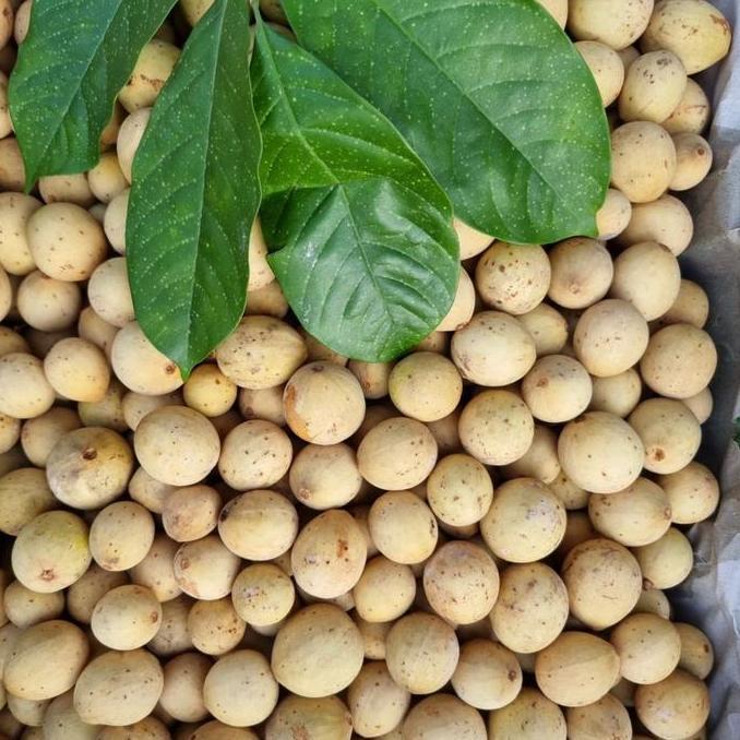 Fruits- Duku | Duku Manis | Duku Madu | Duku Pontianak