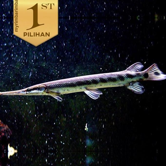 Aligator Fish Ikan Hias Predator Hiasan Aquarium Tanaman Air Aquascape