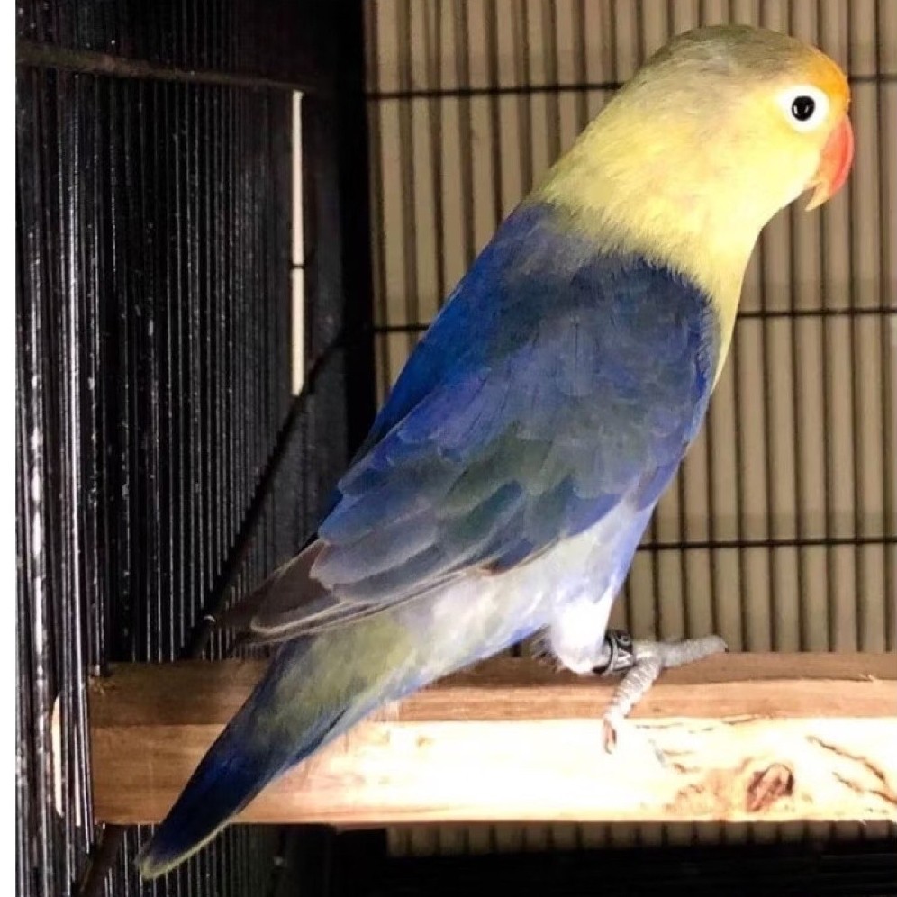 Burung Lovebird Parblue Violet Pilihan
