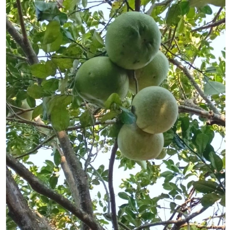 jeruk pamelo madu pati 800g_900g