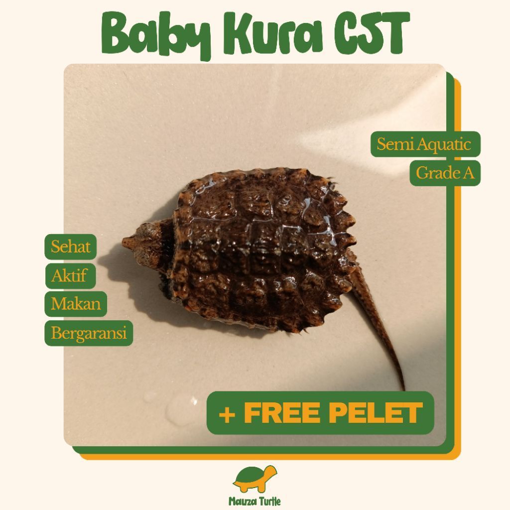 Pelet kura-kura CST Sehat Bergaransi