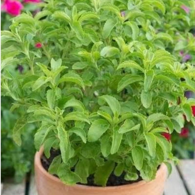 3 BIJI BENIH DAUN GULA STEVIA