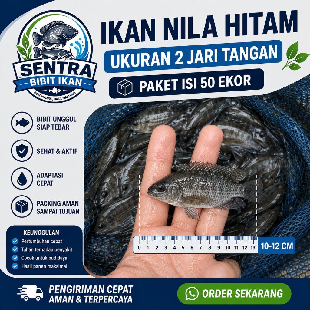 Bibit Ikan Nila Hitam Paket 50 ekor - Nila Hitam ukuran 2 jari - Bibit Ikan Nila - Bibit Ikan