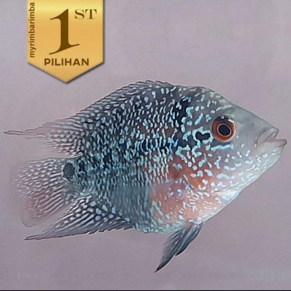 Louhan Bonsai SRD Ikan Hias Predator Hiasan Aquarium Aquascape Tanaman
