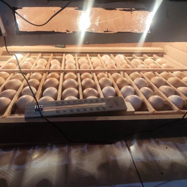 DOC Ayam ELBA petelur/ Ayam kampung petelur/ DOC ELBA/ Anak ayam ELBA