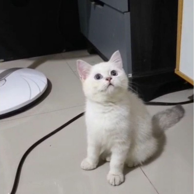 BSH silver jantan