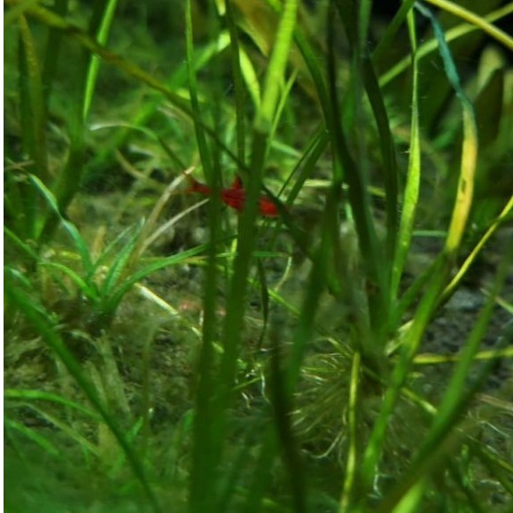 Chili Rasbora / Boraras Brigittae