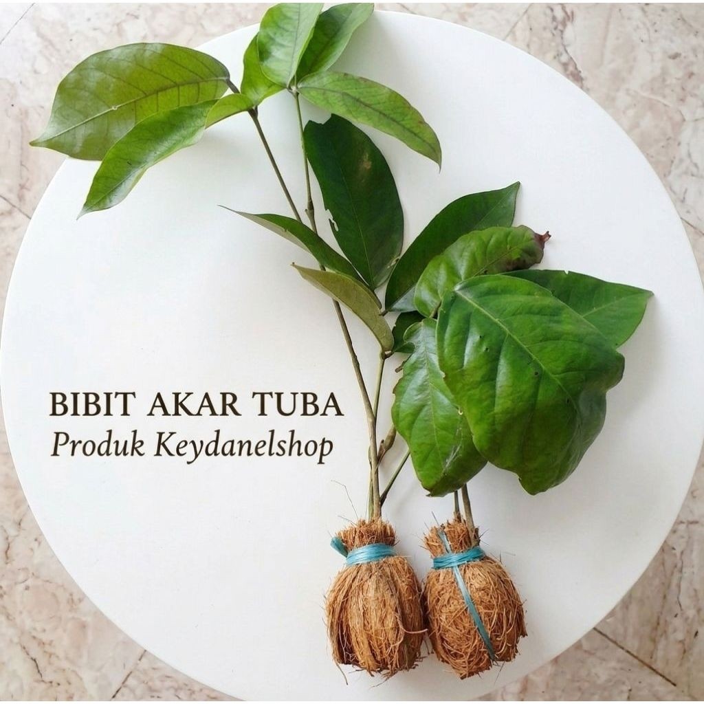 Bibit akar tuba bibit tuba super isi 2 bibit