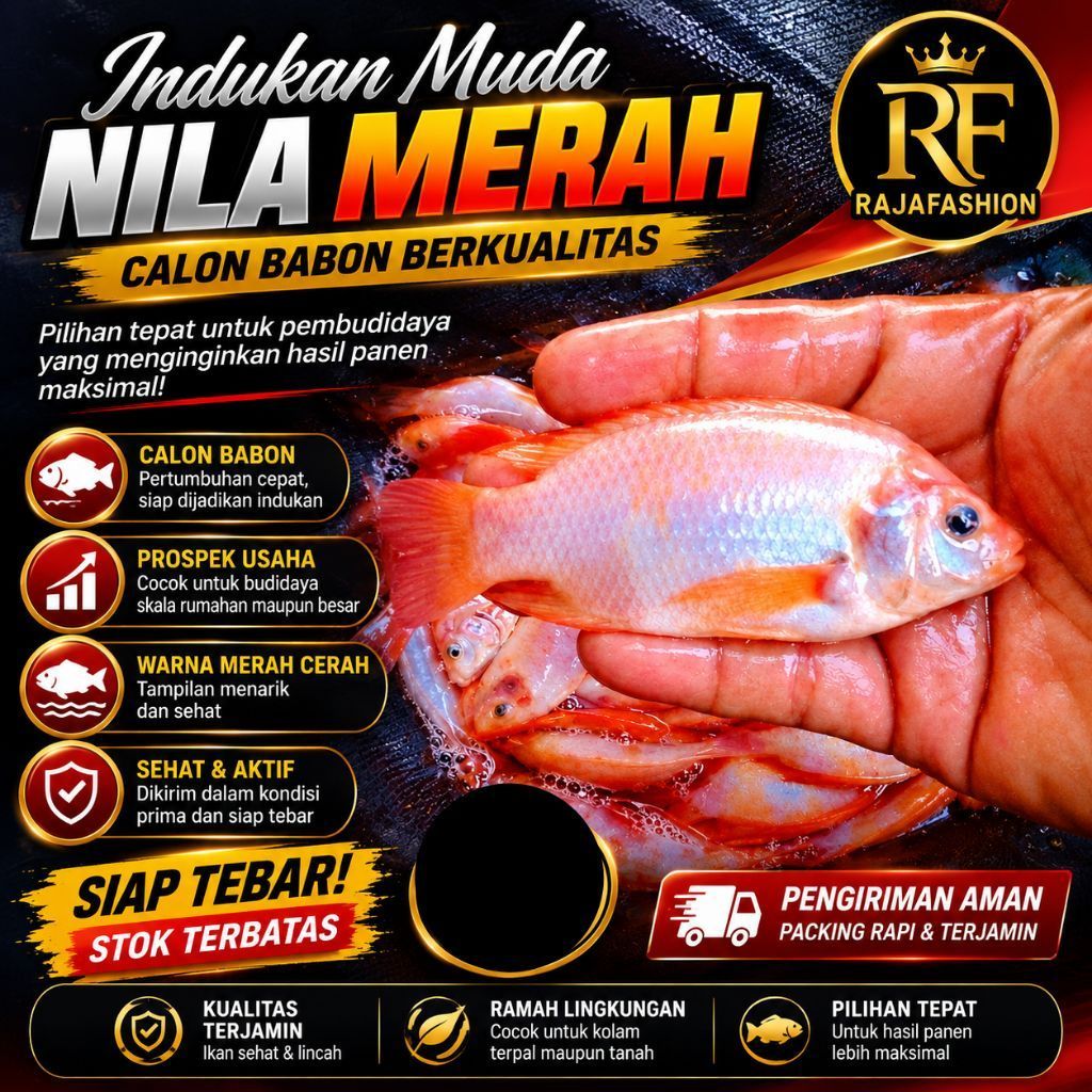 bibit umbi indukan muda nila merah/benih unggul berkualitas