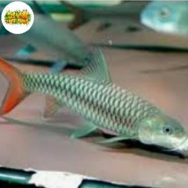 (Good) Ikan Tor Putitora Uk 6-7cm