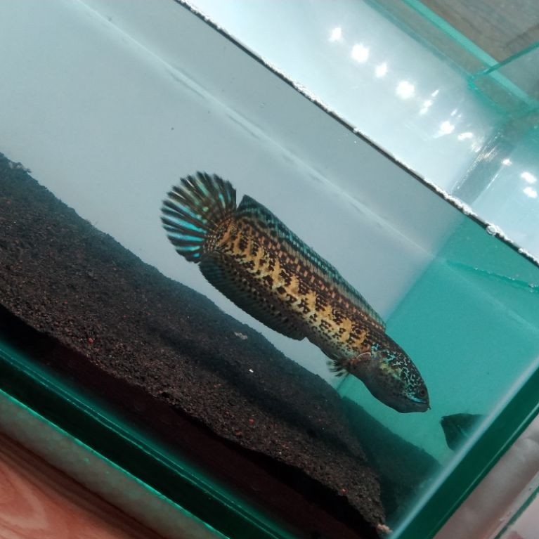 STIKER CHANNA AURANTI 18CM