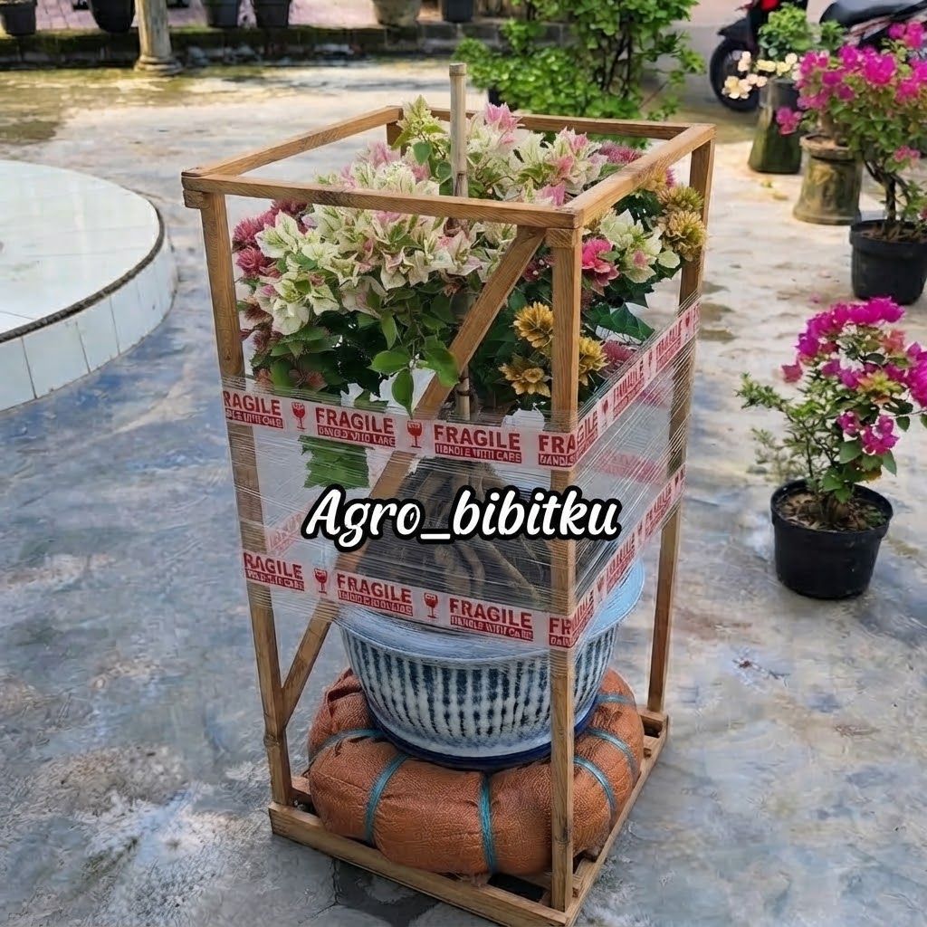 LINK LIVE 20ribu ( 1KG ) Packing Kayu Bugenvil Bunga Kertas
