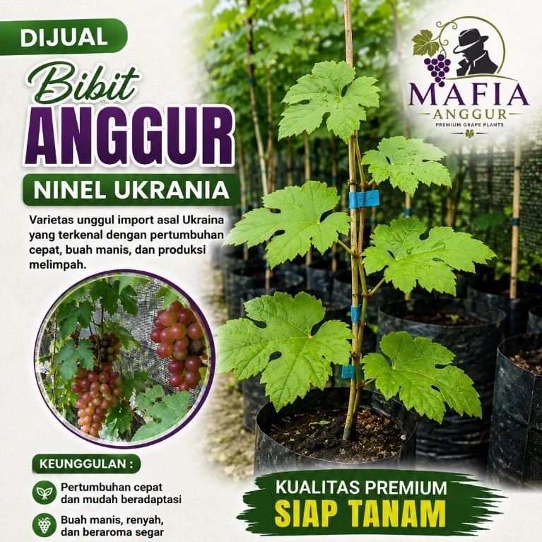 Bibit Anggur Import Ninel Ukraina hasil grafting