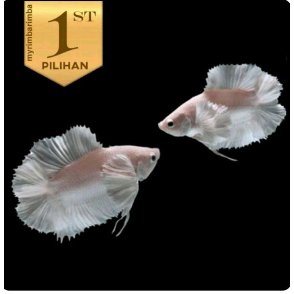 Cupang Cebol Double Tail Platinum Jantan High Fin Ikan Hias Aquascape Hiasan Aquarium Tanaman Air Ta