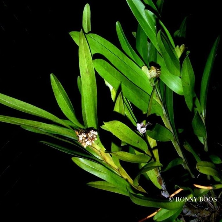 Anggrek Tebu Hutan/Tanaman anggrek Kancing