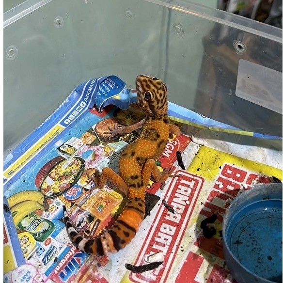 Leopard Gecko Dewasa bebas pilih Sesuai Foto