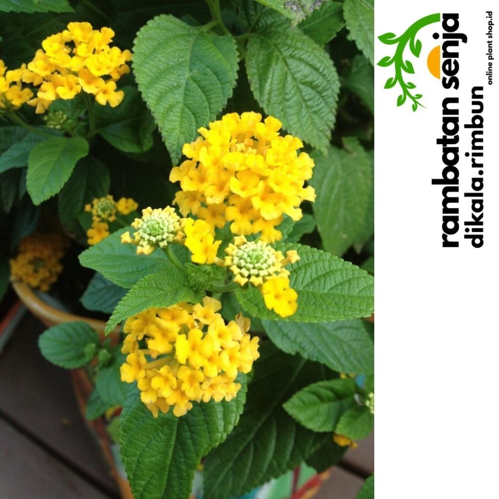 Tanaman Hias Lantana Varian Kuning/  Tembelekan Lantana camara)