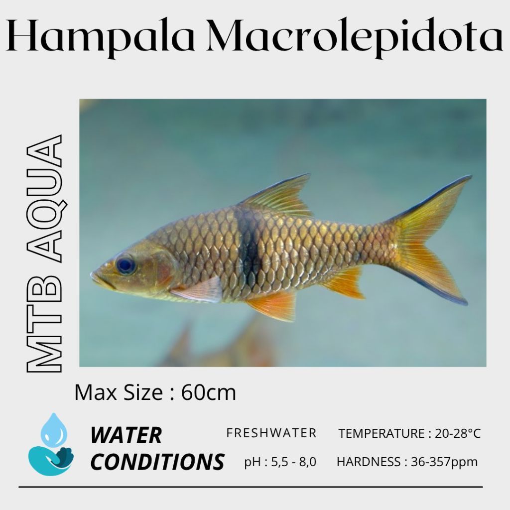 Hampala / Jungle Perch Barb (Hampala Macrolepidota)