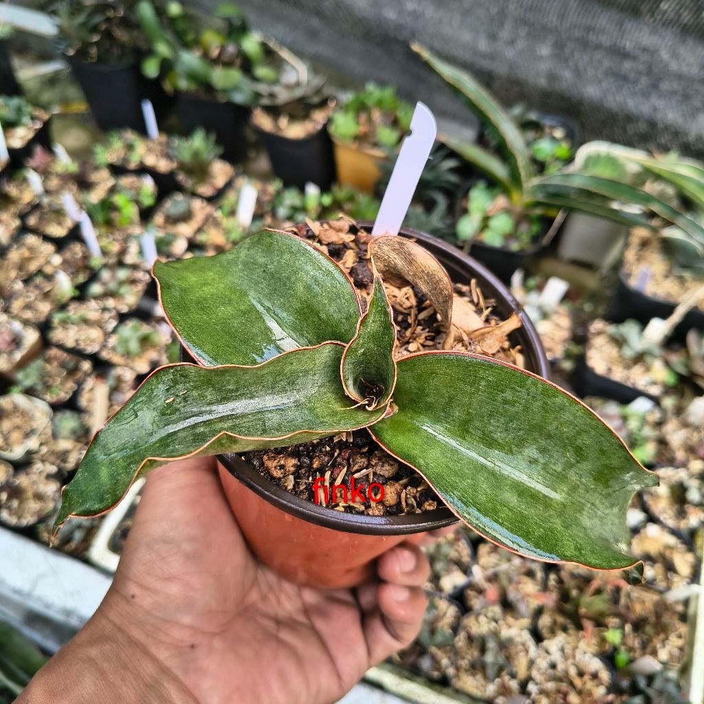ES. 21736. sansevieria pedicellata morogoro, Tanzania.