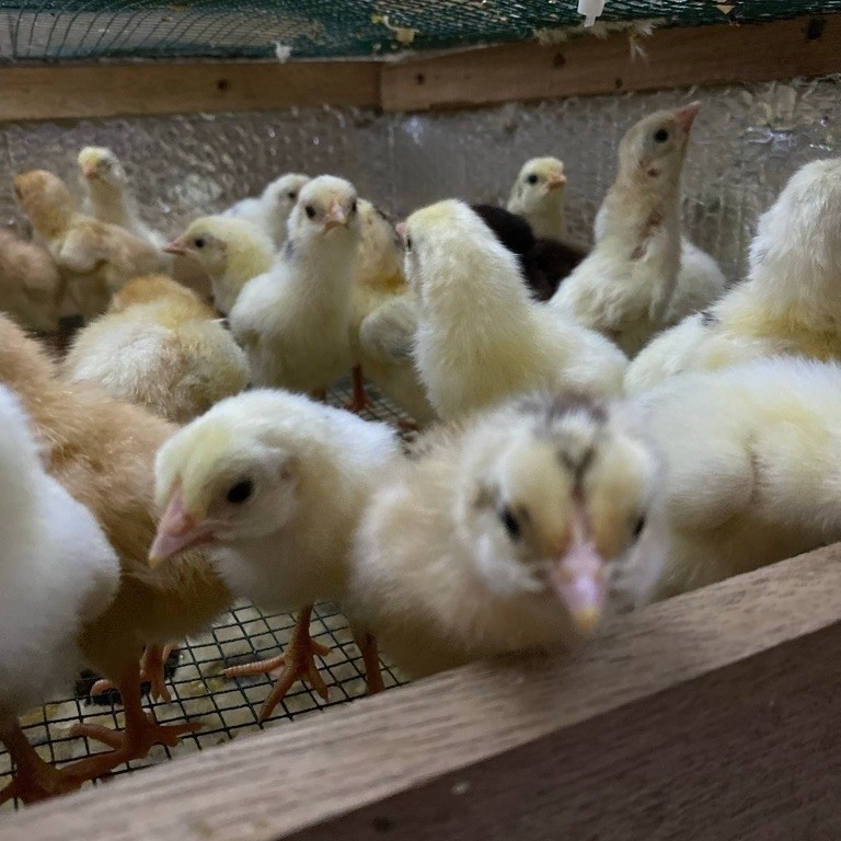 DOC ELBA Ayam Kampung Super Hemat Pakan