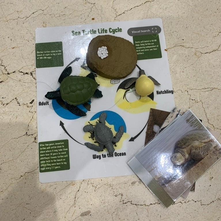 animal life cycle