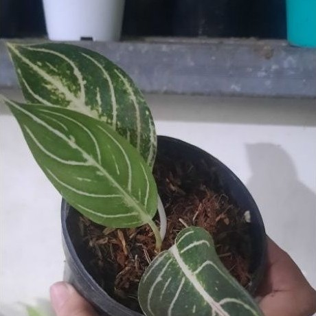 Aglonema Pos Vio