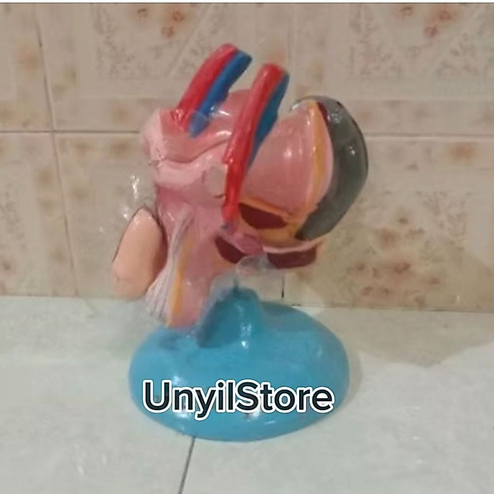Alat Peraga Pendidikan Model Kelamin Laki Laki Bahan Fiberglass