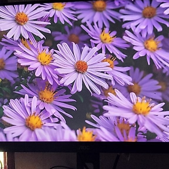 Monitor 24Inc, IPS, AOC Q24P2C, bekas mulus nominus