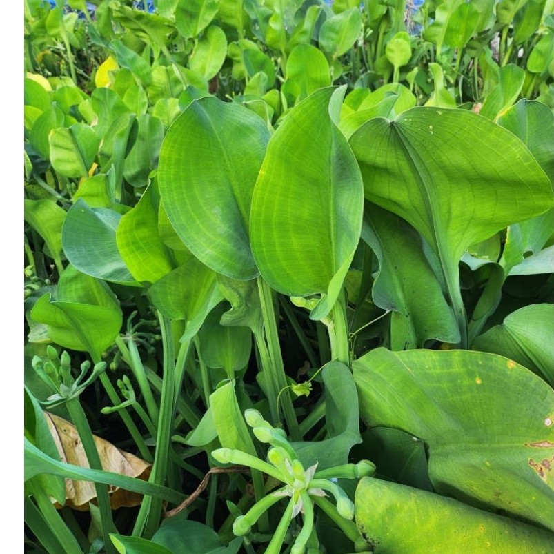 Genjer daun genjer sayur segar