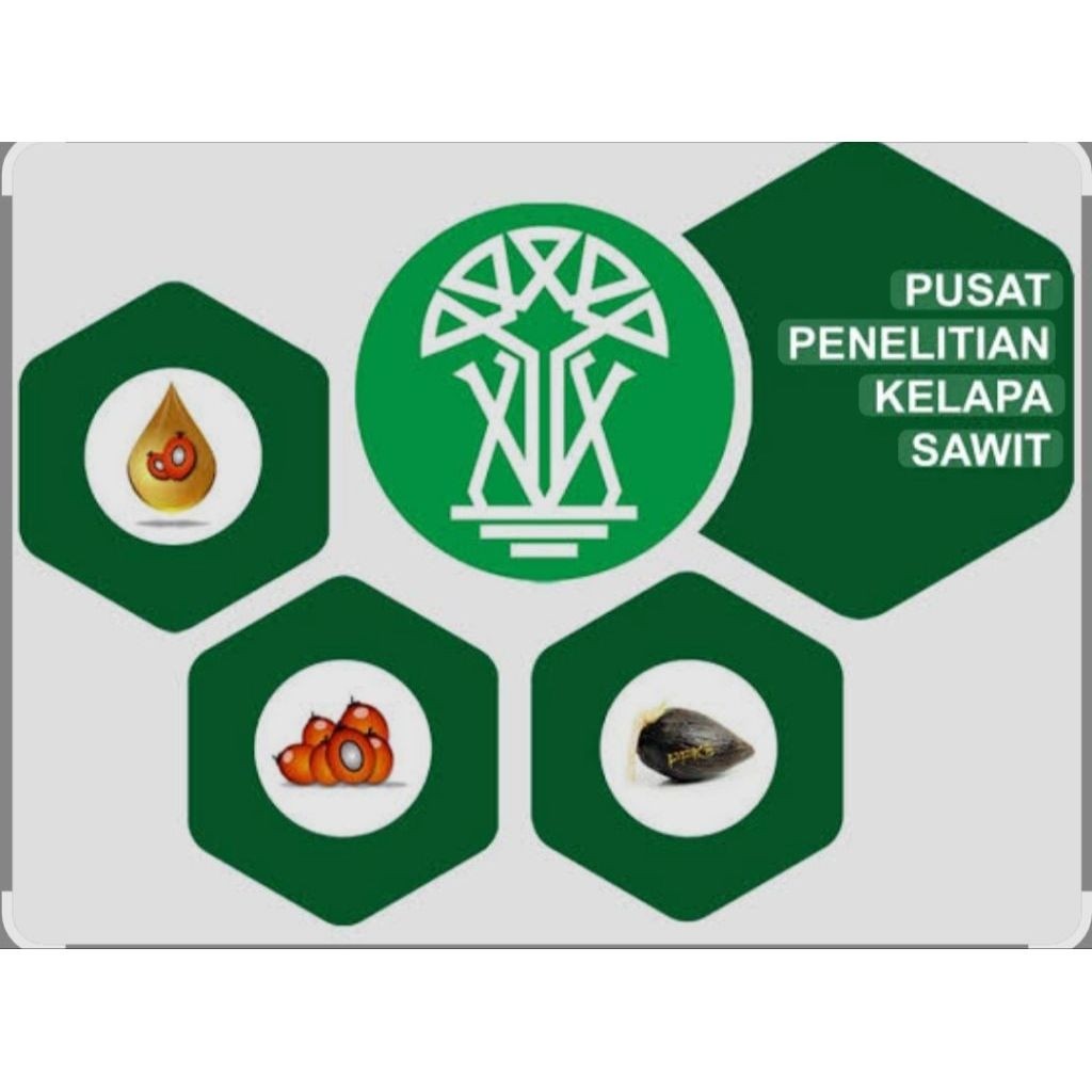 kecambah sawit PPKS Medan bersertifikat (isi 150)