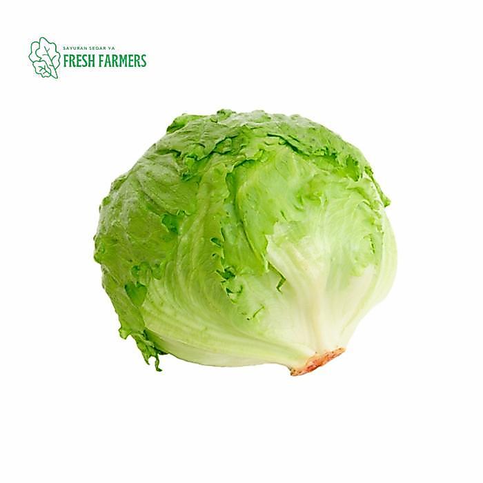 Head Lettuce / Lettuce Kebab 1kg