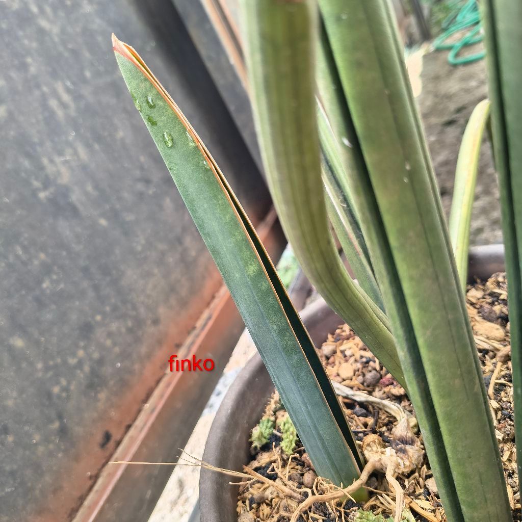 sansevieria sinus simiorum Juan Chahinian. ex. induk variegata
