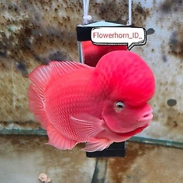 Burayak Louhan SRM Super Red Monkey Thailand, Warna Merah Menawan, Asli Thailand, Kualitas Unggulan