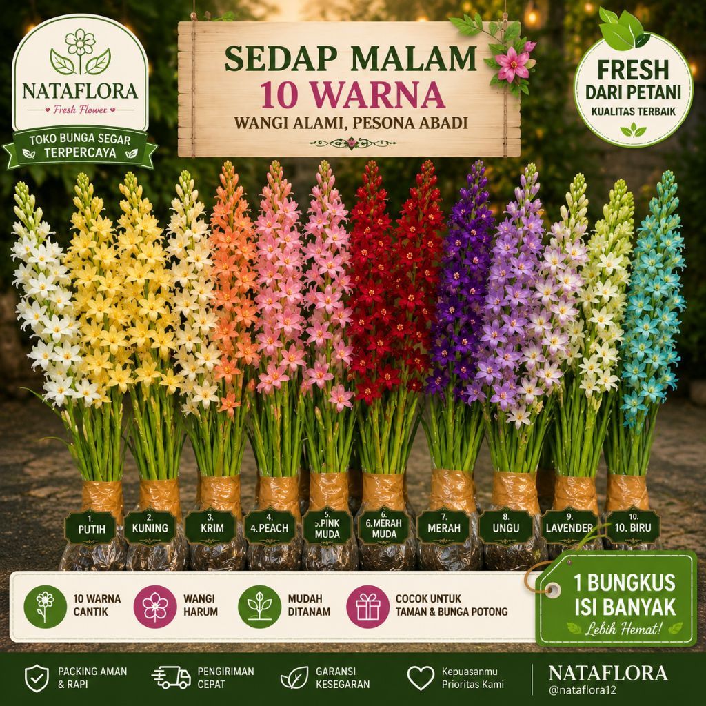 Tanaman Hias Bunga Sedap Malam-Berbagai Warna Bunga/Tanaman Hidup