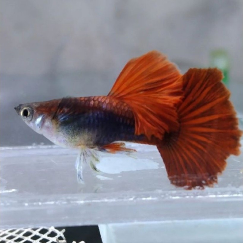 Hiasan_aquarium_HbRedRosetail