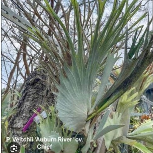 Platycerium Veitchii Auburn River Original SESUAI FOTO COLLECTOR ITEM