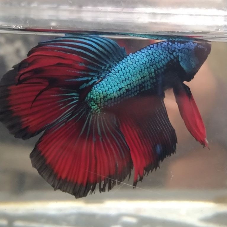 Ikan cupang hias aquarium HMDT AVATAR size M